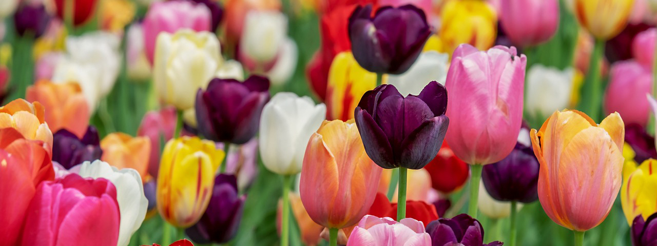 20th Annual Tea and Tulips